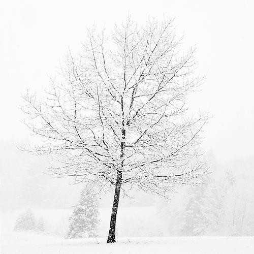 Lone Tree in Snow
2007