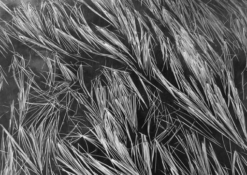 Grass and Water, Mt. Baker, Washington
1962
gelatin silver print