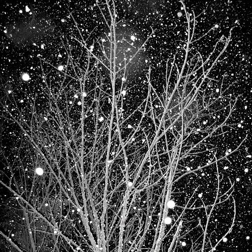 Night Snow
2009
gelatin silver print