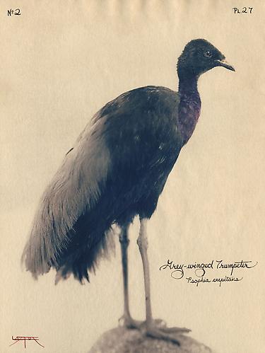 Grey-Winged Trumpeter
2004
toned cyanotype with hand coloring