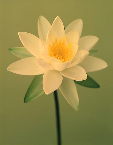 Nymphaea 'Ishiwata'
2004
pigment print