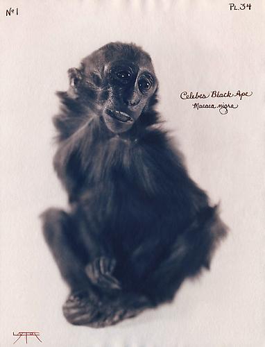 Celebes Black Ape
2004
toned cyanotype with hand coloring