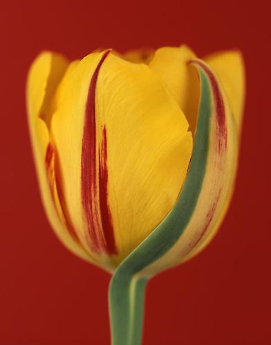 Tulipa 'Elsa'
2007
pigment print