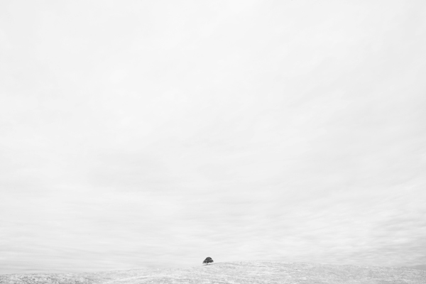 Lone Oak
2005
gelatin silver print