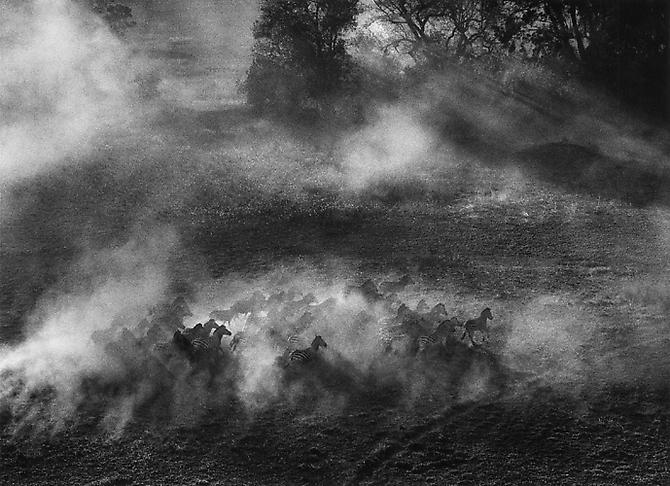 Okavange Delta, Zebras into the brush, Botswana
2007
gelatin silver print