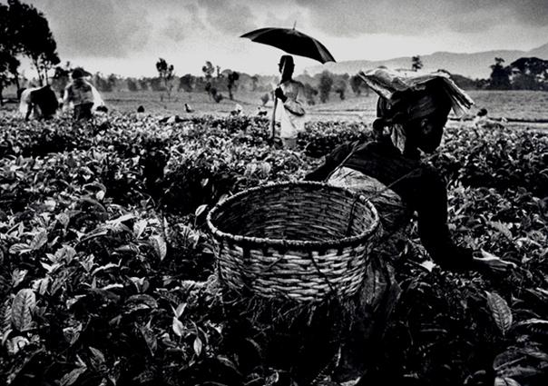 Tea picking in the hills of the Gisakura plantation, Rwanda
1991
gelatin silver print