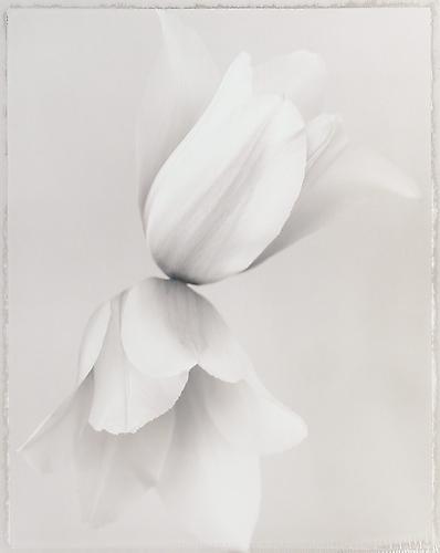 Tulipa 'Blushing Beauty III'
2000
gelatin silver print