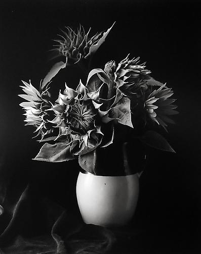 Sunflower Vase, Millerton, New York
1969
gelatin silver print