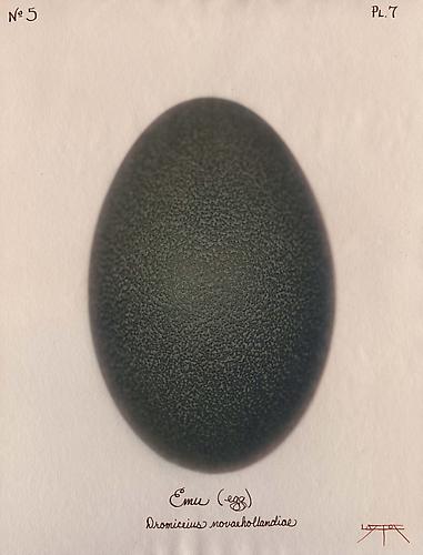 Emu (Egg)
2003
toned cyanotype with hand coloring