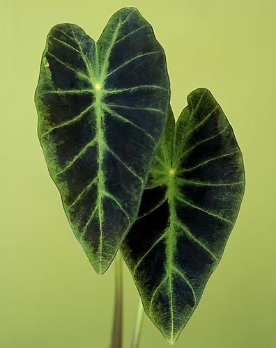 Colocasia Illustrus
2006
pigment print