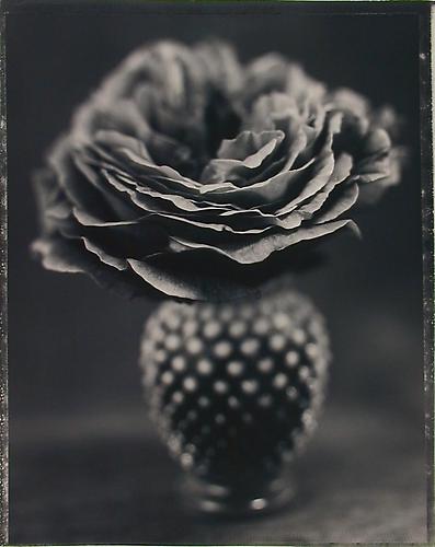 Rosa 'Othello' I
1997
sepia-toned gelatin silver print