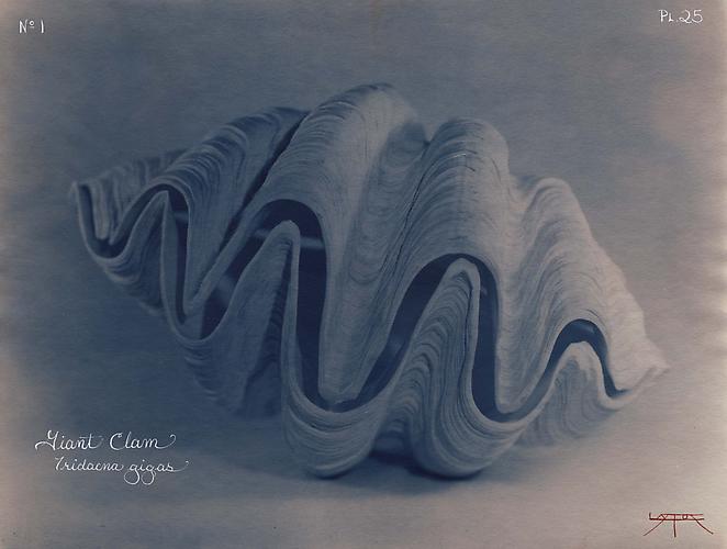 Giant Clam
2004
toned cyanotype with hand coloring