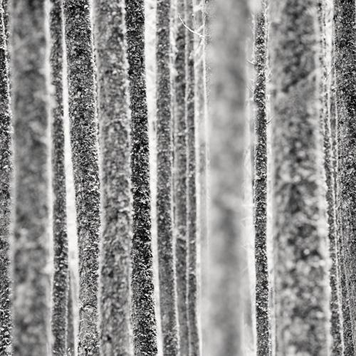 Forest Edge
2007
gelatin silver print