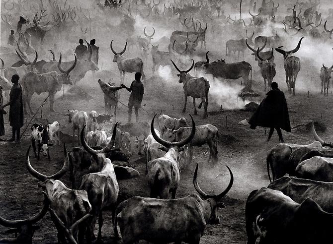 Dinka Cattle Camp at the End of the Day
2006