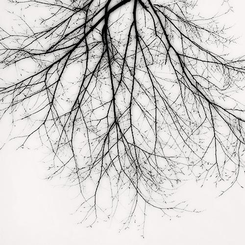 Branch Silhouette, New York City
2010