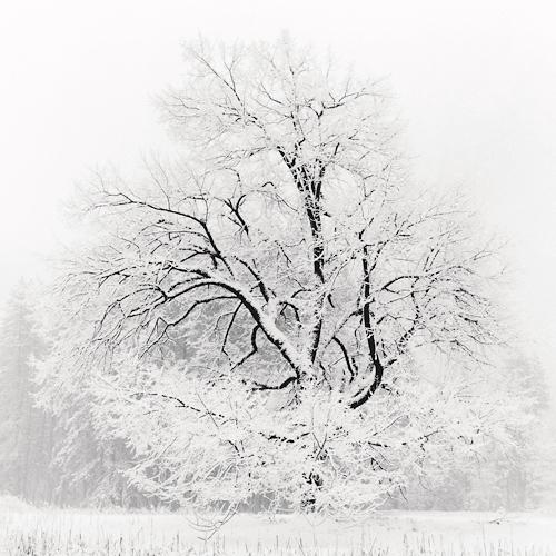 Grand Oak in Snow
2001
gelatin silver print