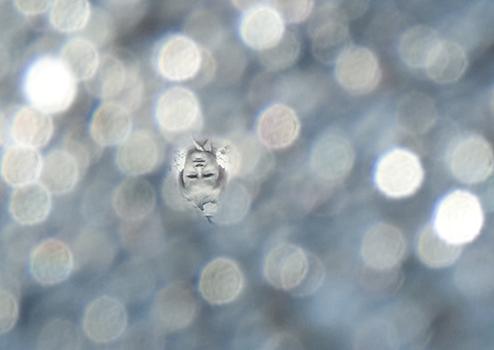CHERYL PAGUREK | REFLECTION 8 (DETAIL OF UPSIDE-DOWN IMAGE SEEN WITHIN THE CIRCLES OF REFRACTED LIGHT)