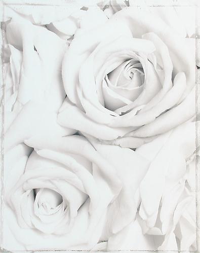 Rosa Meinivoz 'Summer Kiss'
sepia-toned gelatin silver print