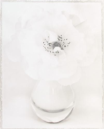 Rosa 'Iceberg II'
1997
sepia-toned gelatin silver print