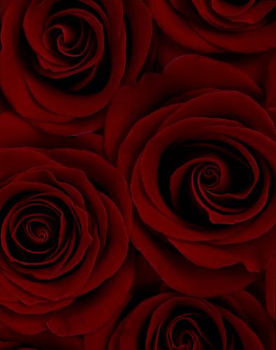 Rosa 'Lagowski'
2004
pigment print
