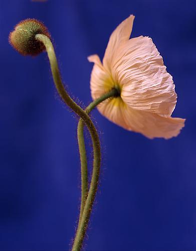 Papaver Nudicaule III
1997
pigment print