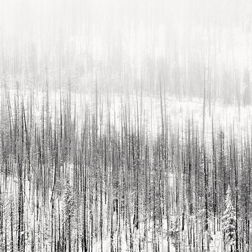 Zen Hillside I
2009
gelatin silver print