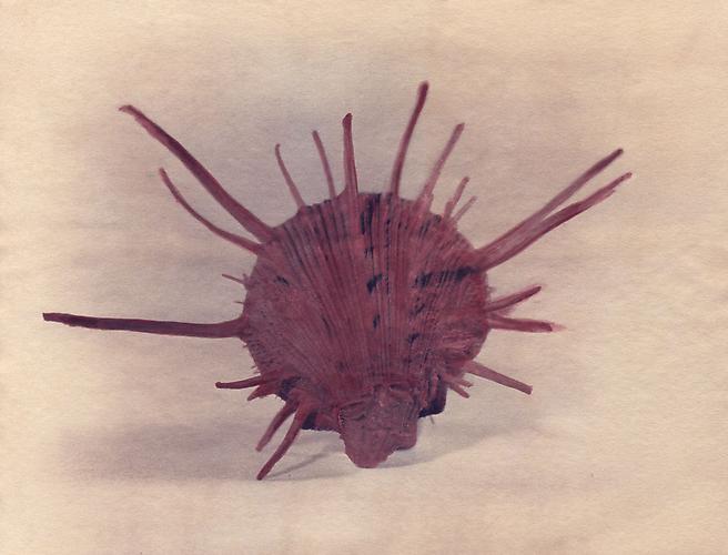 Regal Thorny Oyster
2004
toned cyanotype with hand coloring