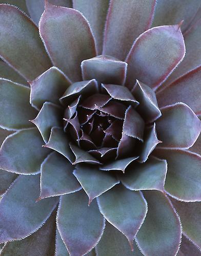 Sempervivum Tectorum
2005
pigment print