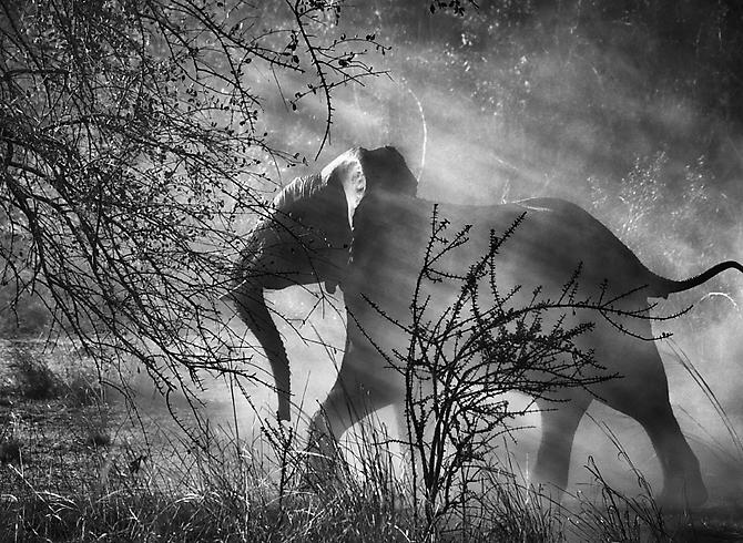 Kafue National Park, Zambia [elephant]
2010
gelatin silver print