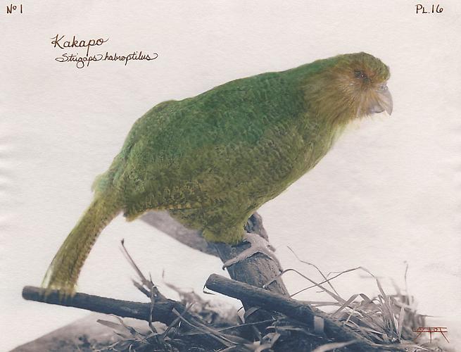 Kakapo
2003
toned cyanotype with hand coloring