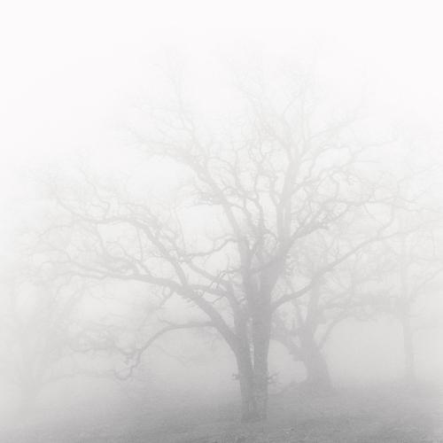 Oak and Fog
1998
gelatin silver print