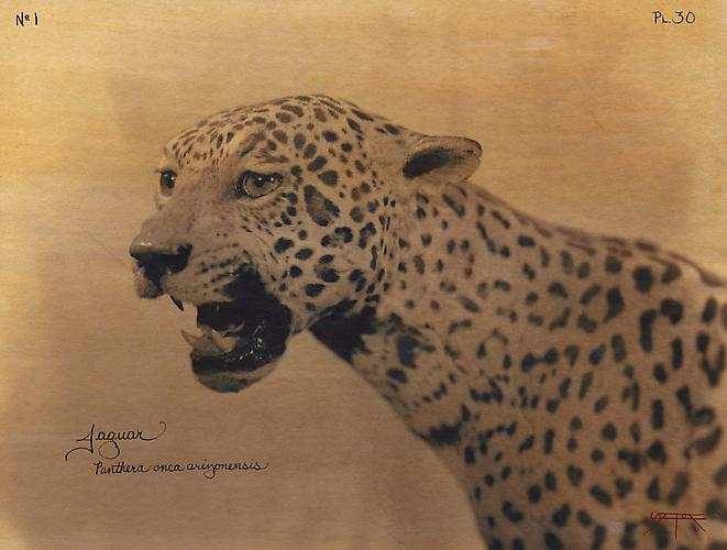 Jaguar
2004
toned cyanotype with hand coloring