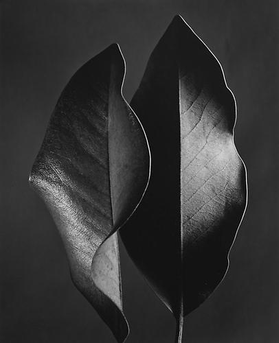 Two Leaves
1952
selenium-toned gelatin silver print