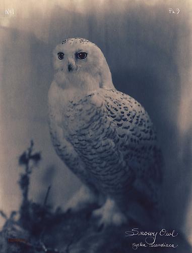 Snowy Owl
2003
toned cyanotype with hand coloring