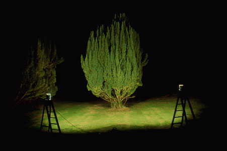 YEW 2 | YEW PORTRAITS | CIBACHROME PRINT | 8 X 12 INCHES | 2000
