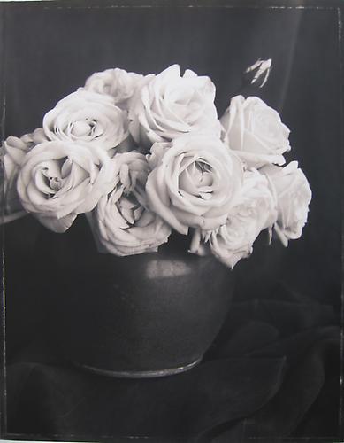 Rosa 'Iced Ginger'
1993
sepia-toned gelatin silver print