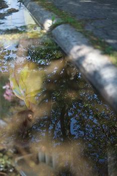 CHERYL PAGUREK | REFLECTION 4 | INK JET PRINT ON SEMI-MATT PHOTOGRAPHIC PAPER | 65 X 43.4 CENTIMETERS | 2006