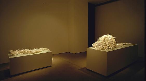 Amy Globus