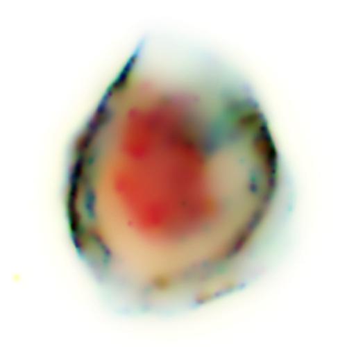 Little Death, 2011
from 'Half of the Whole'
pigment print