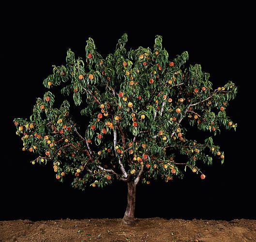  Afarsek (Peach) , 2011
C-Print
48.25 x 51 inches, 26 x 27.5 inches, or 16.5 x 17.5 inches