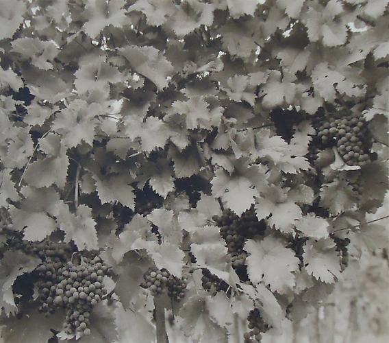 Chianti Grapes-Grazzano
1997
Platinum/palladium print