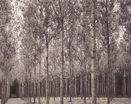 Poplar Grove-San Galagano
1996
Platinum/palladium print