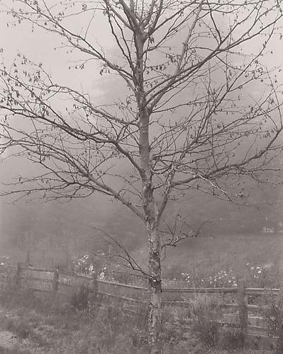 Tree in Fog, The Post Ranch, Big Sur, California
1998
platinum Palladium