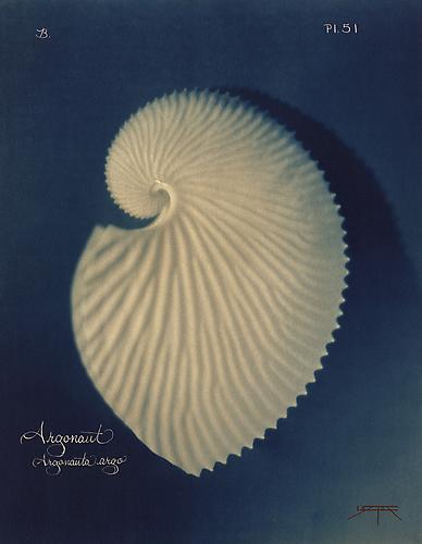 Argonaut   
2005
toned cyanotype with hand coloring