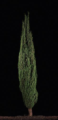 Barosh #1 (Cypress) , 2011
C-Print
67.75 x 33.75 inches
Edition of 6