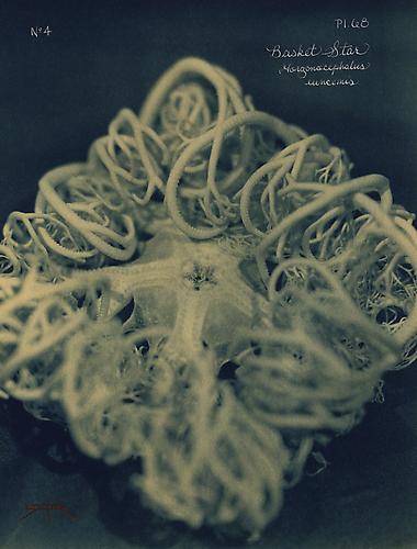 Basket Star
2005
toned cyanotype with hand coloring