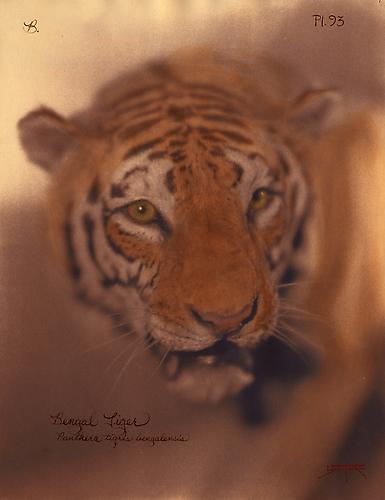 Bengal Tiger 
2010
toned cyanotype with hand coloring