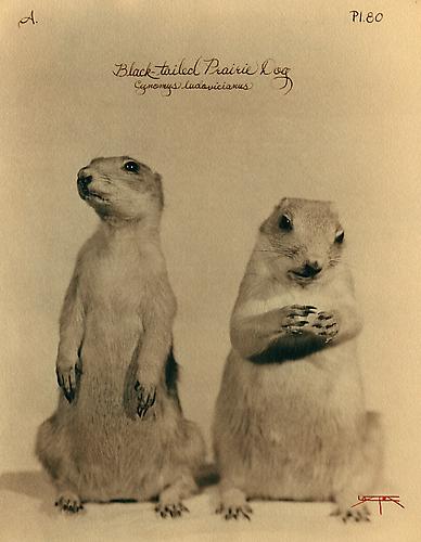 Black-Tailed Prairie Dog
2003
toned cyanotype with hand coloring