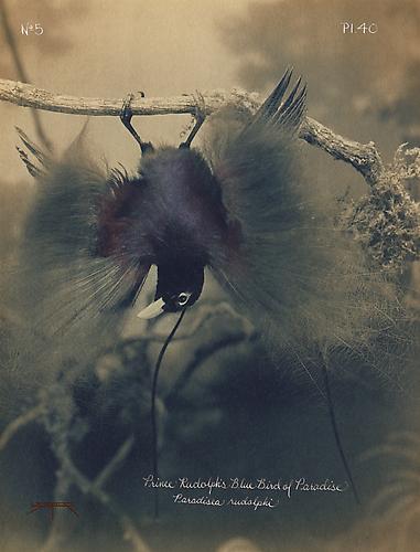 Blue Bird of Paradise 
2002
toned cyanotype with hand coloring