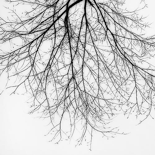 Branch Silhouette, NYC
2010
gelatin silver print